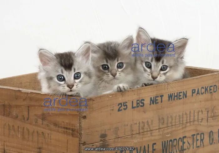 : Cat Tiffali 7 week old kittens in old wooden box : Cat Tiffali 7 week old kittens in old wooden box