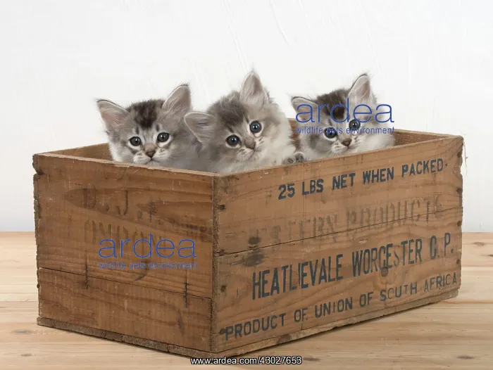 : Cat Tiffali 7 week old kittens in old wooden box : Cat Tiffali 7 week old kittens in old wooden box
