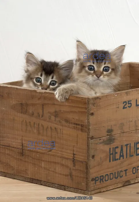 : Cat Tiffali 7 week old kittens in old wooden box : Cat Tiffali 7 week old kittens in old wooden box