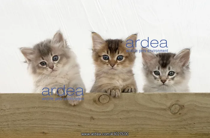 : Cat Tiffali 7 week old kittens over wood : Cat Tiffali 7 week old kittens over wood