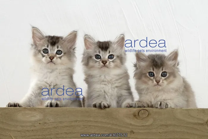 : Cat Tiffali 7 week old kittens over wood : Cat Tiffali 7 week old kittens over wood