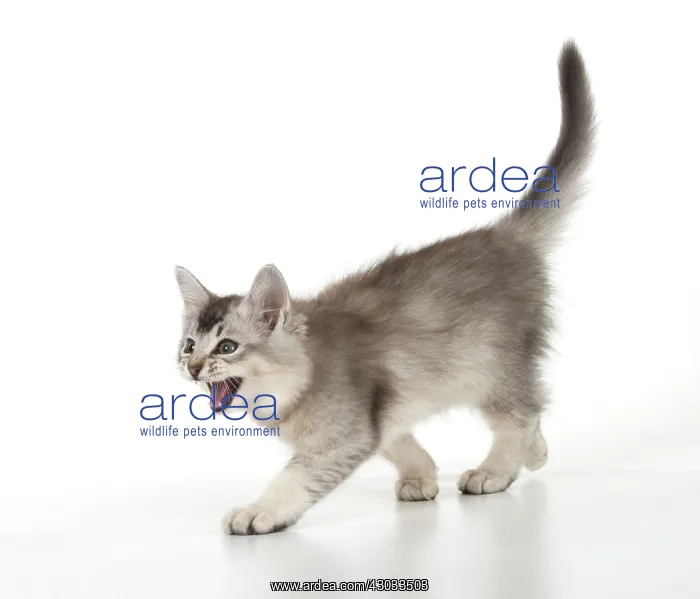 : Cat Tiffali 9 week old kitten (X breed Somali and Tiffannie) : Cat Tiffali 9 week old kitten (X breed Somali and Tiffannie)