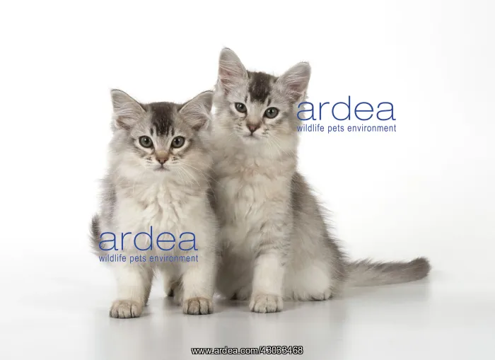 : Cat Tiffali 9 week old kittens (X breed Somali and Tiffannie) : Cat Tiffali 9 week old kittens (X breed Somali and Tiffannie)