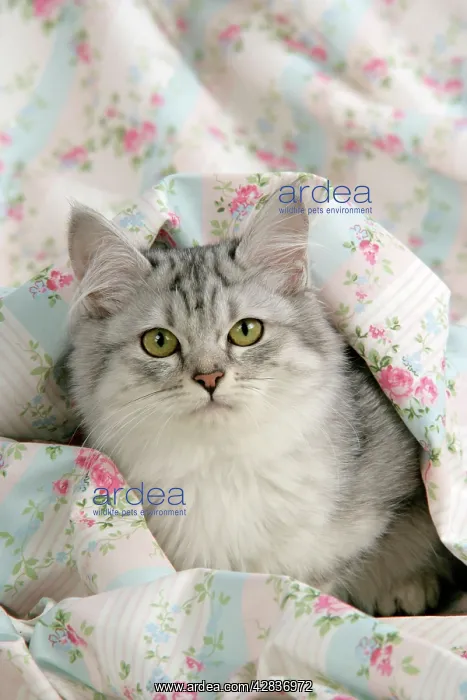 : CAT. Tiffanie : CAT. Tiffanie