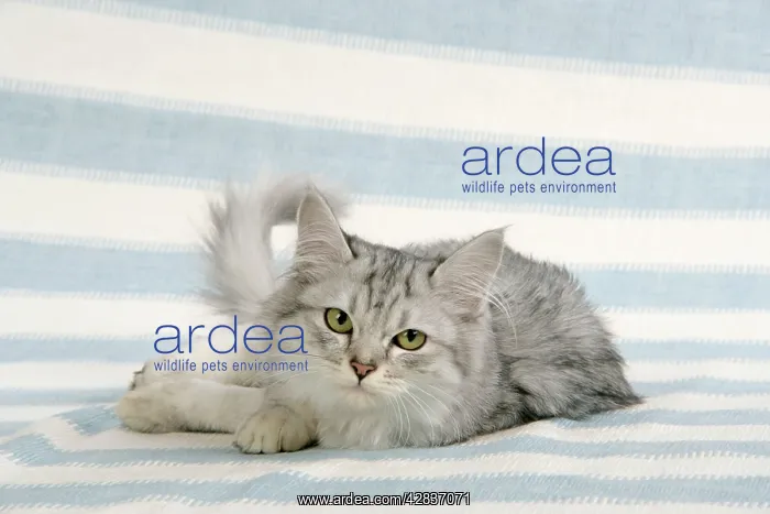 : CAT. Tiffanie : CAT. Tiffanie
