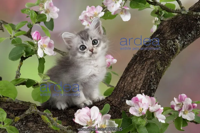 : Cat Tiffanie 7 week old kitten : Cat Tiffanie 7 week old kitten
