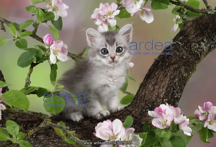 : Cat Tiffanie 7 week old kitten : Cat Tiffanie 7 week old kitten