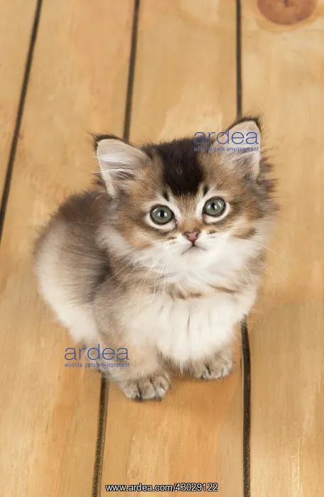 : Cat Tiffanie 7 week old kitten : Cat Tiffanie 7 week old kitten