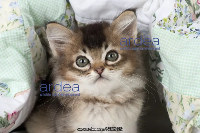 : Cat Tiffanie 7 week old kitten : Cat Tiffanie 7 week old kitten