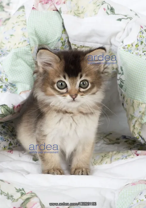 : Cat Tiffanie 7 week old kitten : Cat Tiffanie 7 week old kitten