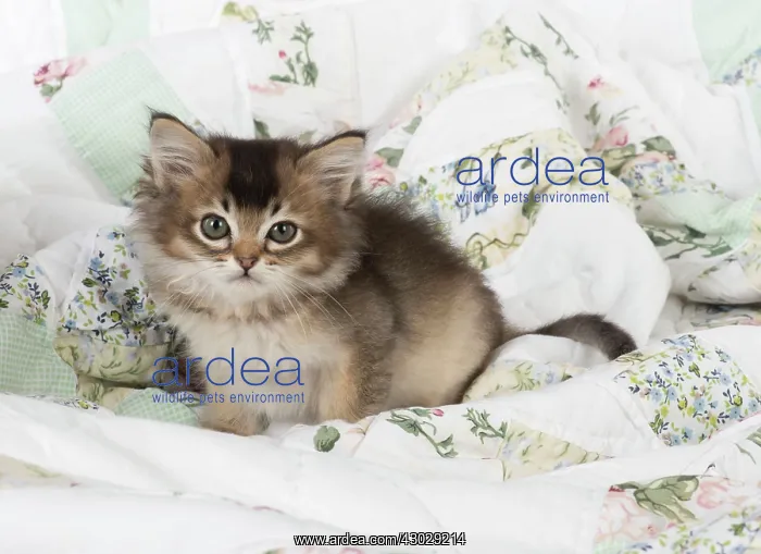 : Cat Tiffanie 7 week old kitten : Cat Tiffanie 7 week old kitten