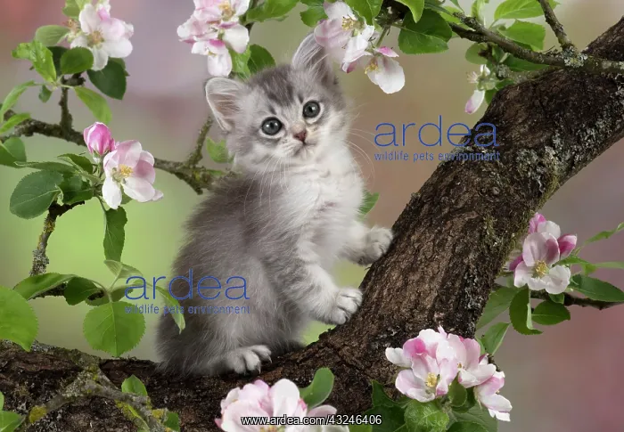 : Cat Tiffanie 7 week old kitten : Cat Tiffanie 7 week old kitten
