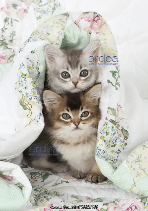 : Cat Tiffanie 7 week old kittens : Cat Tiffanie 7 week old kittens