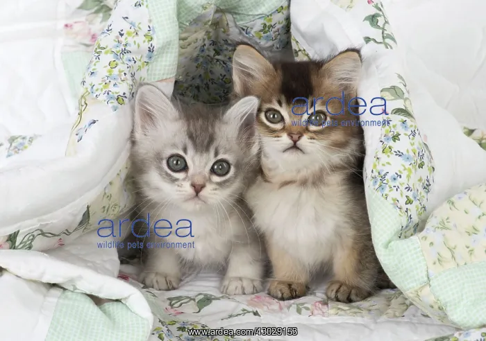  : Cat Tiffanie 7 week old kittens