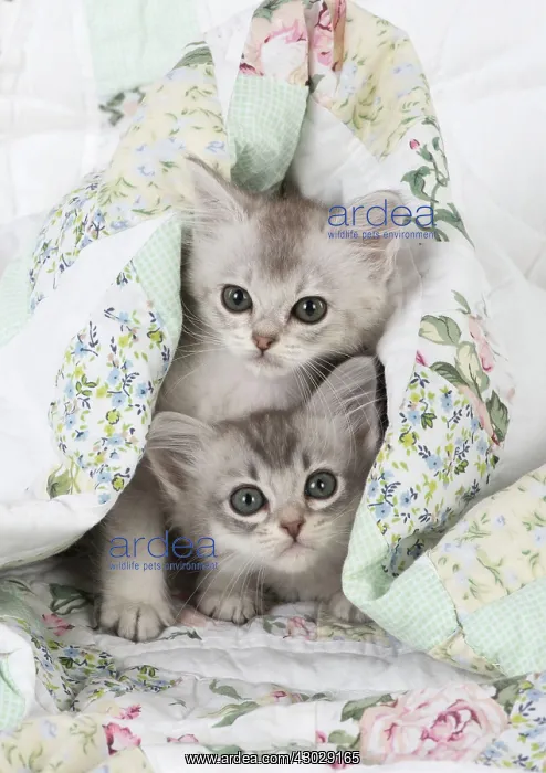  : Cat Tiffanie 7 week old kittens