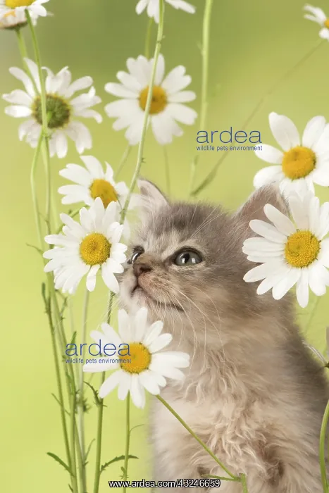 : Cat Tiffanie 9 week old kitten in daisy's : Cat Tiffanie 9 week old kitten in daisy's