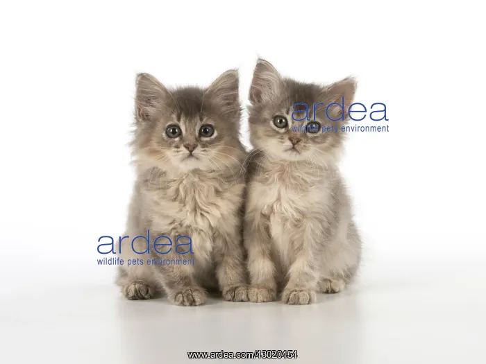 : Cat Tiffanie 9 week old kittens : Cat Tiffanie 9 week old kittens