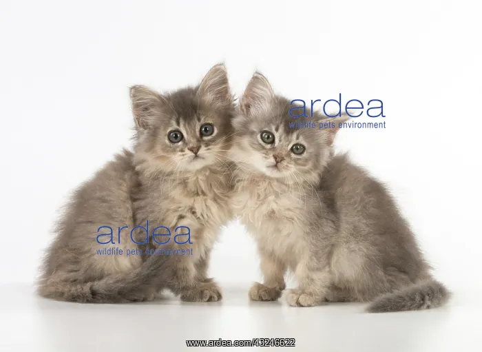  : Cat Tiffanie 9 week old kittens