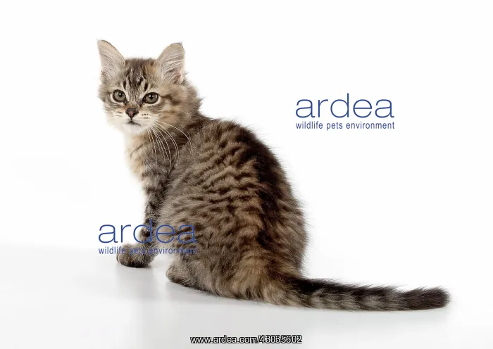  : CAT. Tiffanie, Black Macerel Tabby