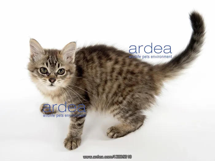  : CAT. Tiffanie, Black Macerel Tabby