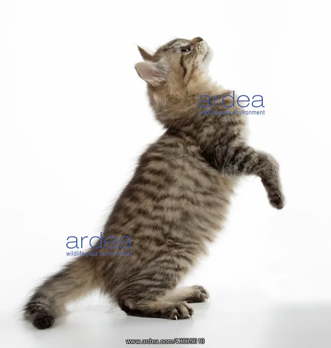  : CAT. Tiffanie, Black Macerel Tabby