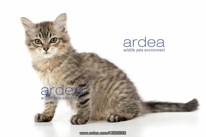  : CAT. Tiffanie, Black Macerel Tabby