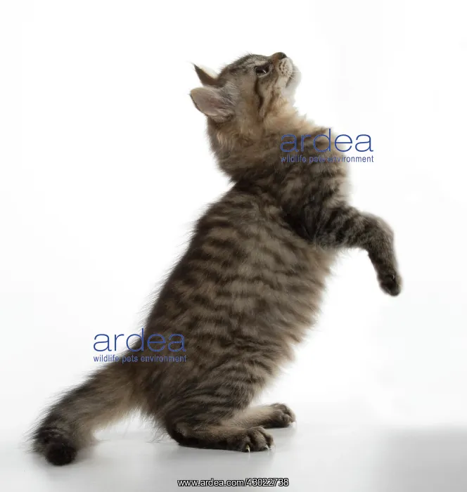  : Cat Tiffanie, Black Mackerel Tabby