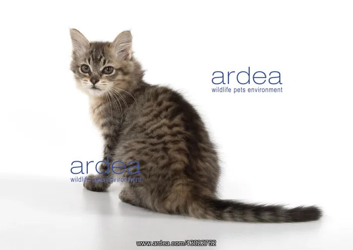 : Cat Tiffanie, Black Mackerel Tabby : Cat Tiffanie, Black Mackerel Tabby