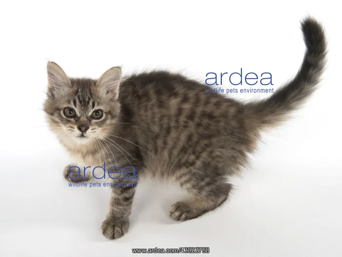 : Cat Tiffanie, Black Mackerel Tabby : Cat Tiffanie, Black Mackerel Tabby