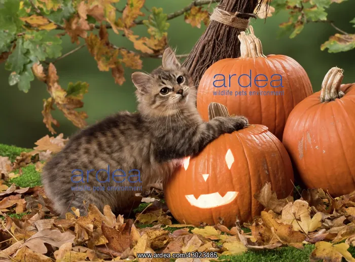  : Cat Tiffanie, Black Mackerel Tabby