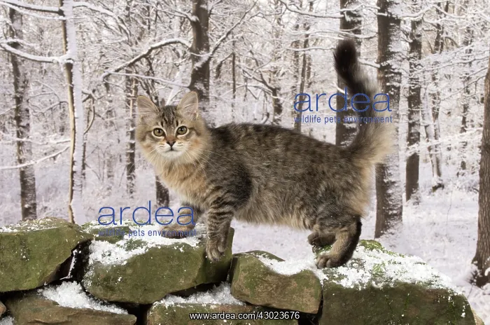: Cat Tiffanie, Black Mackerel Tabby : Cat Tiffanie, Black Mackerel Tabby