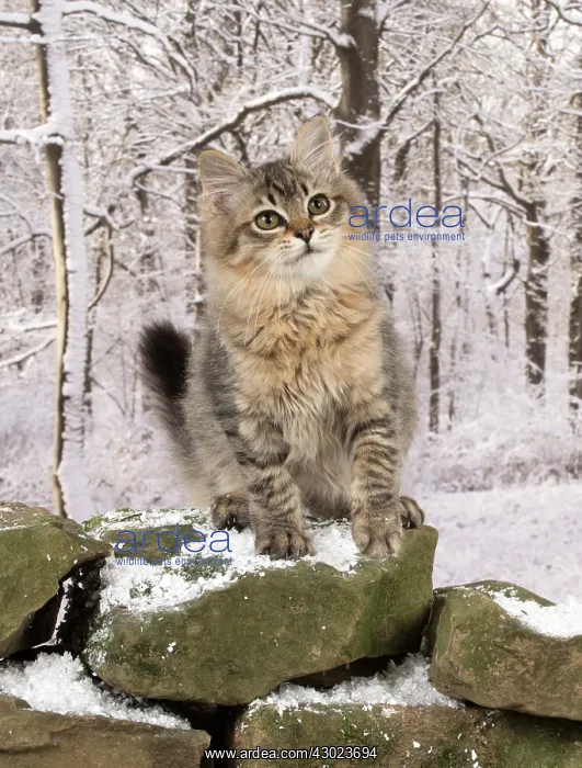 : Cat Tiffanie, Black Mackerel Tabby : Cat Tiffanie, Black Mackerel Tabby
