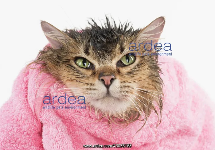  : CAT. Tiffanie ( black tipped ) wet in a towel