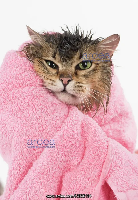  : CAT. Tiffanie ( black tipped ) wet in a towel