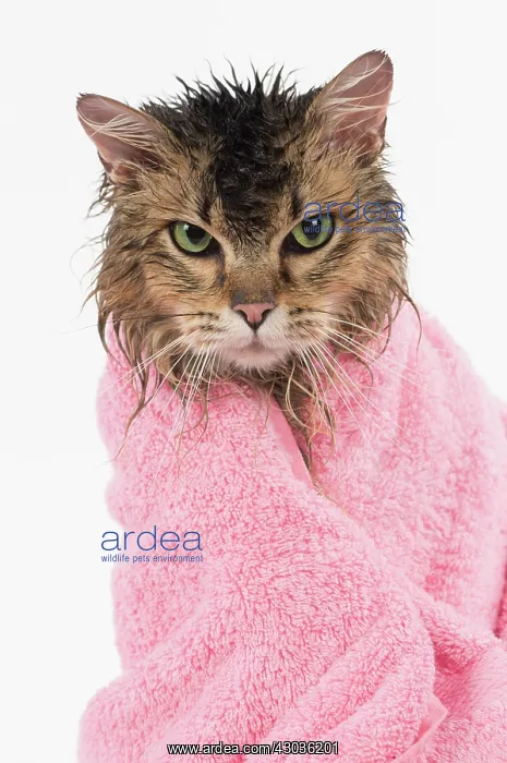  : CAT. Tiffanie ( black tipped ) wet in a towel