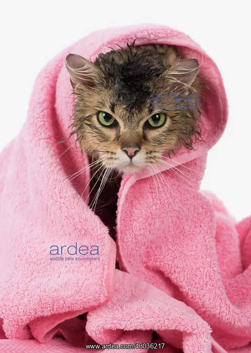  : CAT. Tiffanie ( black tipped ) wet in a towel
