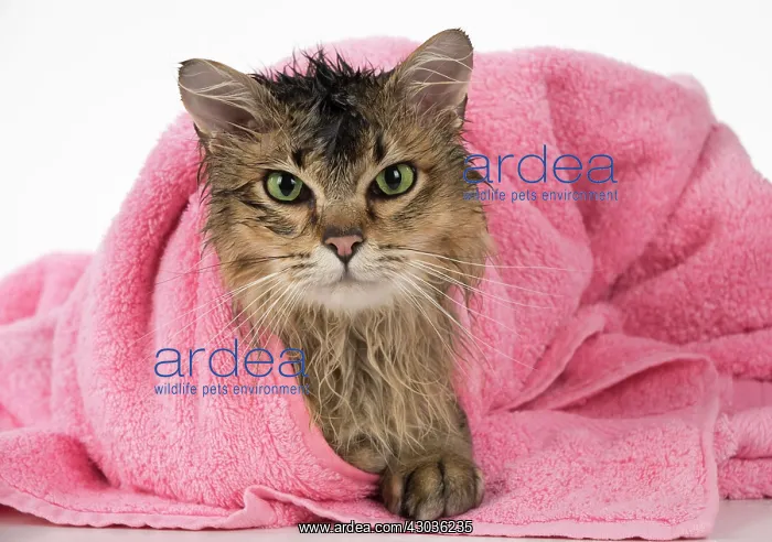  : CAT. Tiffanie ( black tipped ) wet in a towel