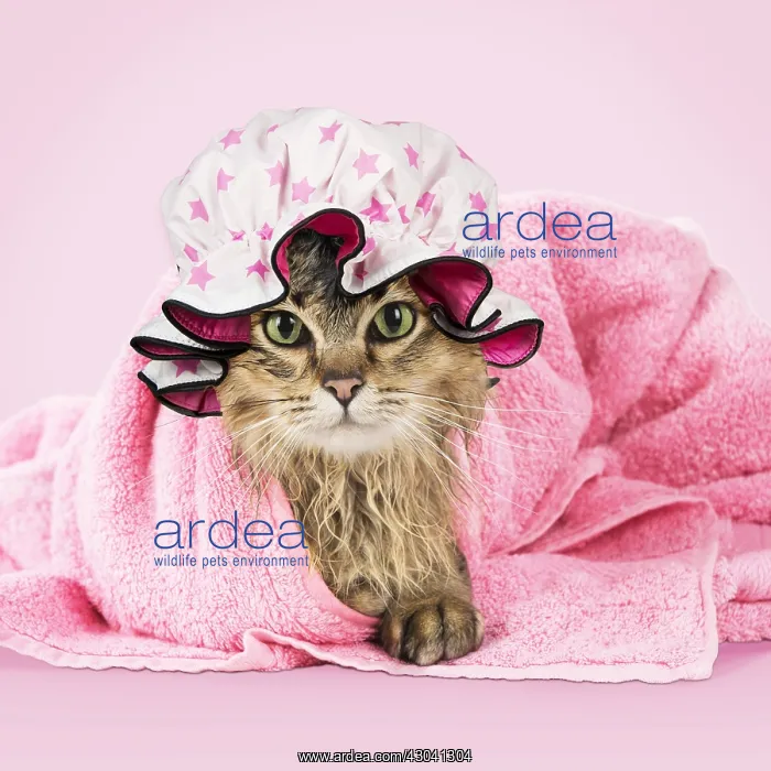 : CAT. Tiffanie ( black tipped ) wet in a towel wearing : CAT. Tiffanie ( black tipped ) wet in a towel wearing