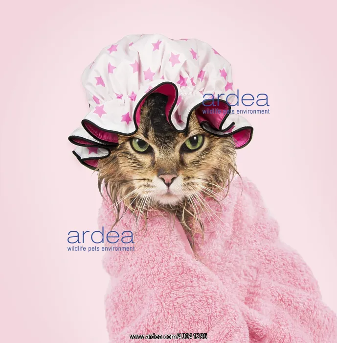 : CAT. Tiffanie ( black tipped ) wet wrapped in a : CAT. Tiffanie ( black tipped ) wet wrapped in a