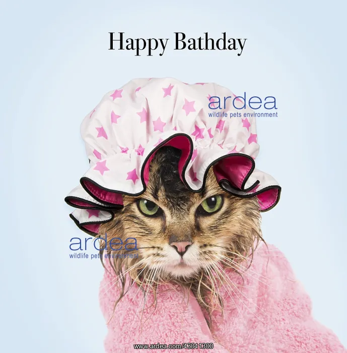 : CAT. Tiffanie ( black tipped ) wet wrapped in a : CAT. Tiffanie ( black tipped ) wet wrapped in a