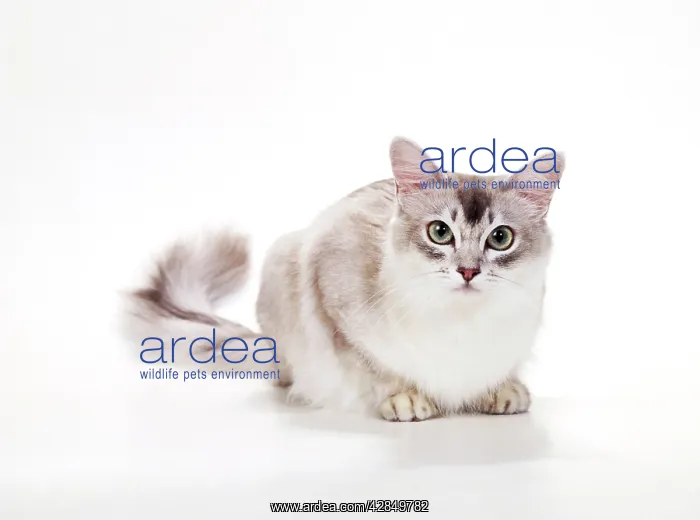  : Cat - Tiffanie - Blue Shaded Silver