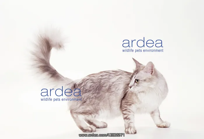  : CAT - Tiffanie - Brown Shaded Silver