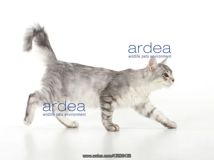 : CAT. Tiffanie cat (black silver ) : CAT. Tiffanie cat (black silver )