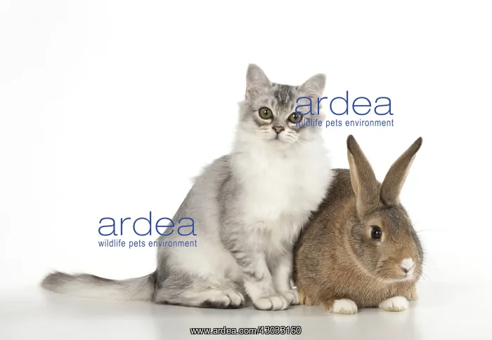 : CAT. Tiffanie cat ( Choc silver ) with rabbit, studio : CAT. Tiffanie cat ( Choc silver ) with rabbit, studio