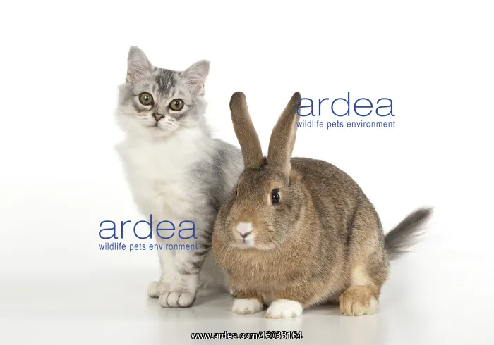 : CAT. Tiffanie cat ( Choc silver ) with rabbit, studio : CAT. Tiffanie cat ( Choc silver ) with rabbit, studio