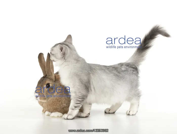 : CAT. Tiffanie cat ( Choc silver ) with rabbit, studio : CAT. Tiffanie cat ( Choc silver ) with rabbit, studio