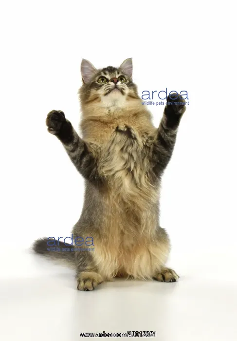 : CAT Tiffanie cat jumping and dancing : CAT Tiffanie cat jumping and dancing