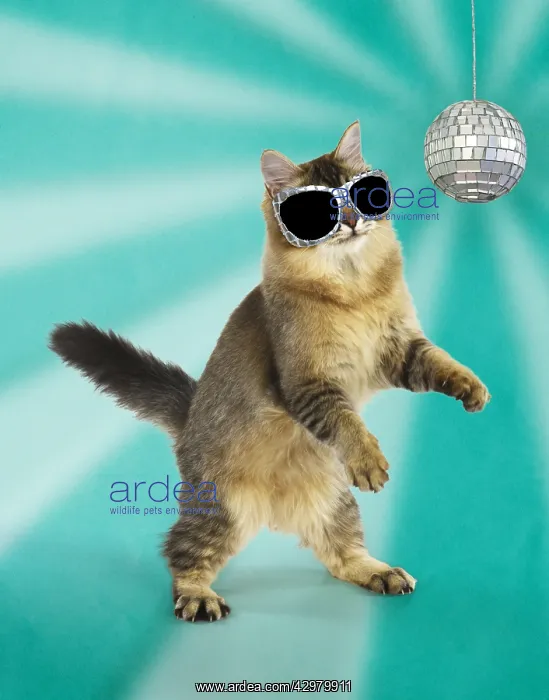 : CAT - Tiffanie cat jumping and dancing wearing : CAT - Tiffanie cat jumping and dancing wearing