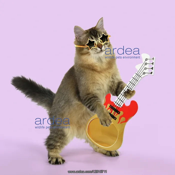 : CAT - Tiffanie cat jumping and dancing wearing sunglasses : CAT - Tiffanie cat jumping and dancing wearing sunglasses