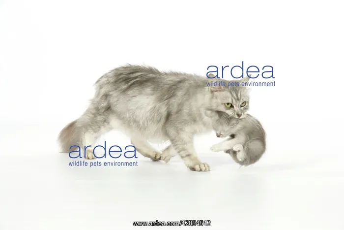 : Cat. Tiffanie cat. Mother carrying six week old kitten : Cat. Tiffanie cat. Mother carrying six week old kitten